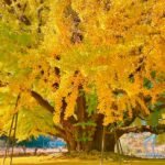 원주 반계리 은행나무